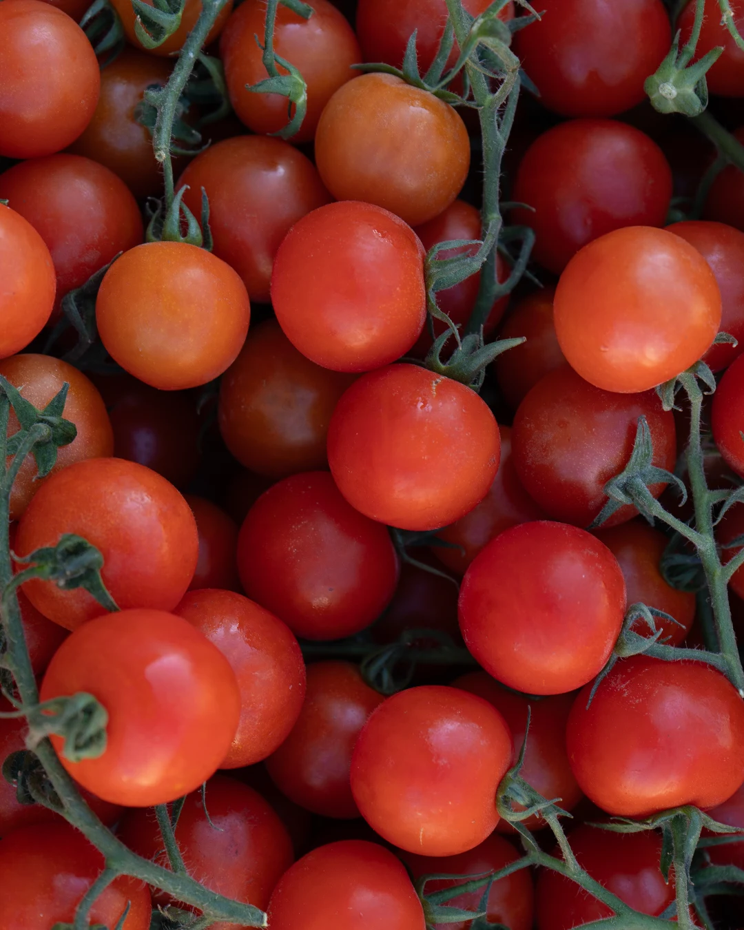 Pomodoro-ciliegino-Bio