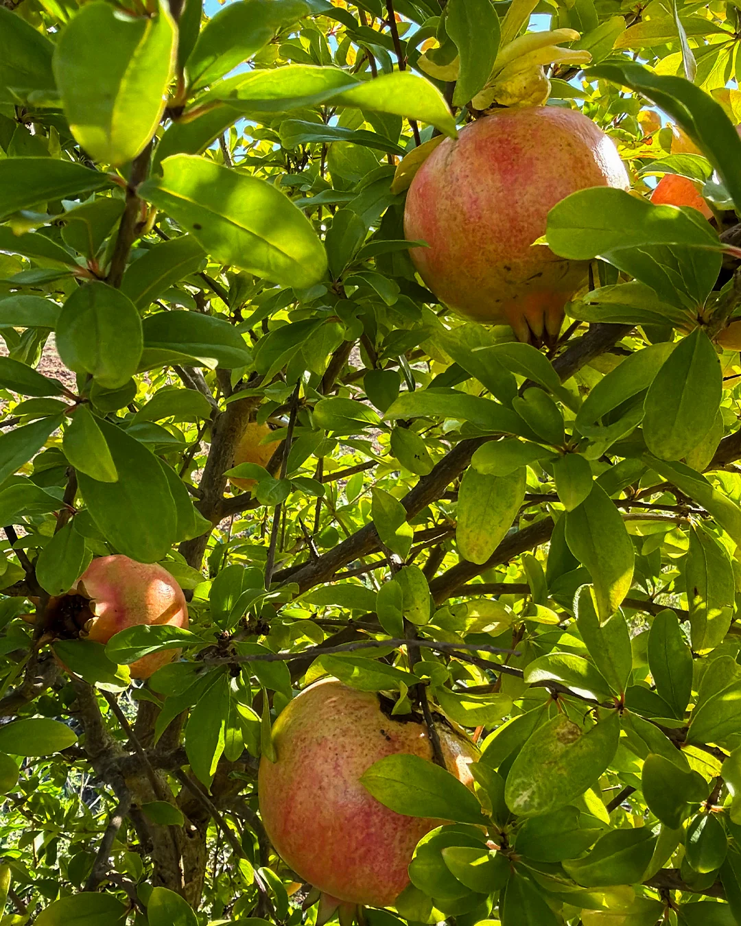 Cassetta Melograno Bio - immagine 2