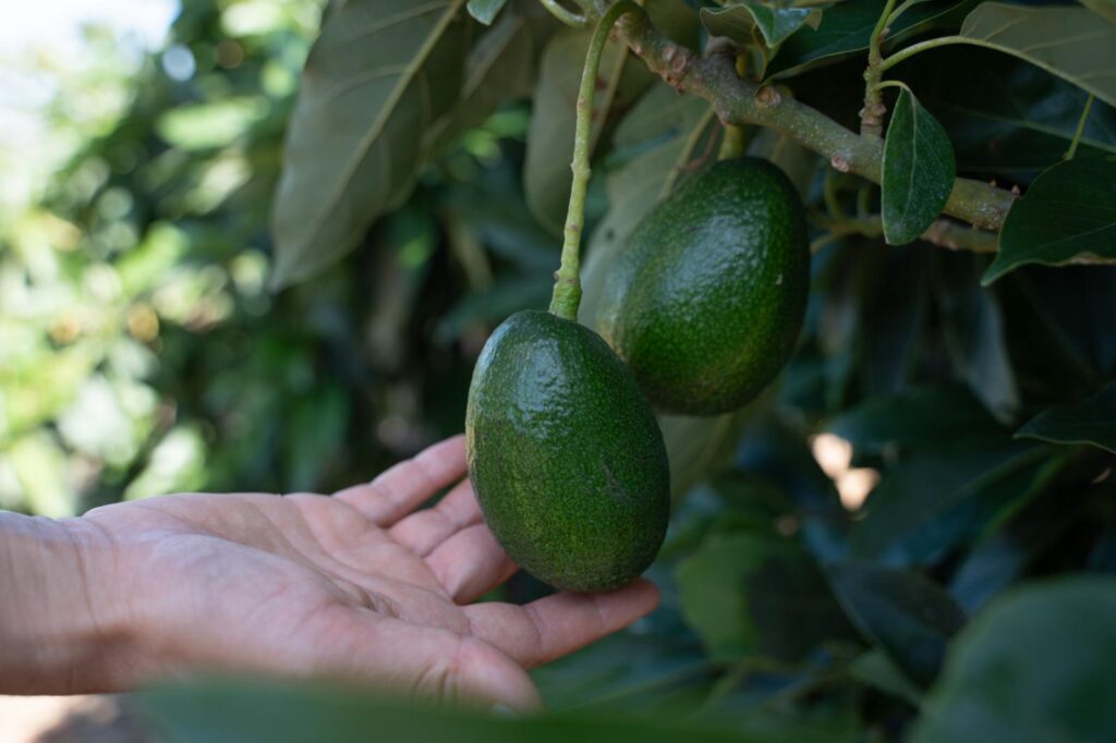 PassoLadro_AvocadoBacon_Bio_Albero